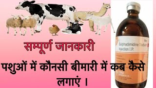 Sulphadimidine injections पशुओं में कोन कोन से रोगों में इसका उपयोग किया जाता है इलाज [upl. by Elinore]