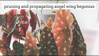 The ULTIMATE Begonia Maculata Care Guide No More Crispy Leaf Tips  Angel Wing Begonia Care [upl. by Anuahc]