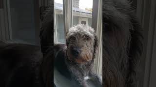 Doggie in the window🩷🩷🩷🩷 music song dog doggie puppy cute cutedog [upl. by Souza]