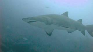 Grey Nurse Sharks  Carcharias taurus [upl. by Adao]