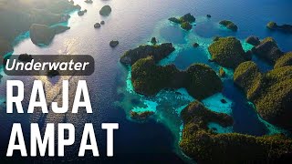 Misool Magic  Raja Ampat Liveaboard Scuba Diving Indonesia [upl. by Anaer]