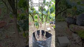 How do you care for black Aralia  Is Aralia an indoor plant  What is Aralia good for  shorts [upl. by Lower]