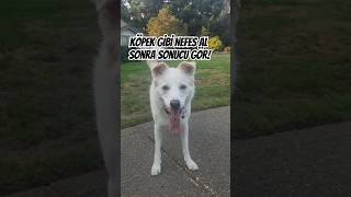 Köpek gibi nefes alınca ne olur [upl. by Hamish962]