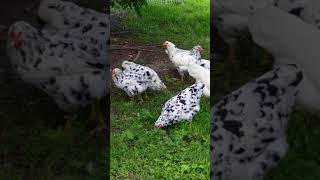 Rare american breed Erminette chickens [upl. by Harriot]