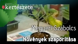 Növények szaporítása  Dugványozás Megyeri Szabolcs [upl. by Yhtimit]