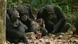 Chimpanzees Sophisticated Use of Tools  BBC Studios [upl. by Earleen893]