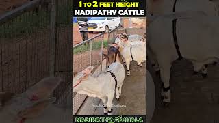 Nadipathy goshala cow minicow babyanimals trending animals minicow farm pets trending [upl. by Arrej]