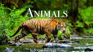 World of Animals 4K  Scenic Wildlife Film With Calming Music [upl. by Anitnatsnok497]