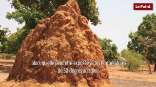 Le biomimétisme par Idriss Aberkane 21  la température corporelle [upl. by Epuladaugairam990]