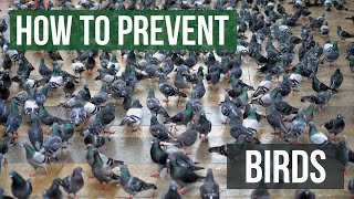 How to keep birds away from your building or property [upl. by Mortimer]