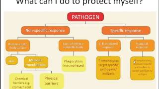 AQA AS Biology 61 Defence mechanisms [upl. by Annalise]