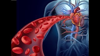 cardiovascular system cardiac output [upl. by Senilec414]