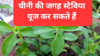 🔴 Stevia Plant 🌿  meethi Tulsi ke baare mein jankari [upl. by Oisorbma]