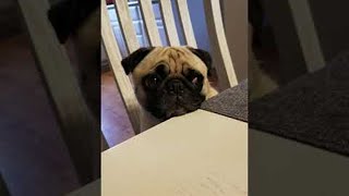 Pug Puppy Crying for a Piece of Dinner  ViralHog [upl. by Ianthe]