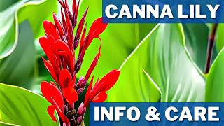 Canna Lily Info And Care  How to Grow Canna Lilies  How To Grow And Care Cannas [upl. by Aluk578]