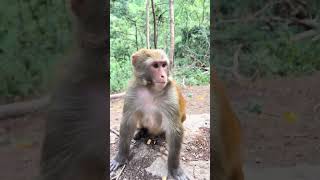 Funny baby monkeys Funny and adorable moments Funny moments that make you laugh to tears 87 [upl. by Ahseek829]