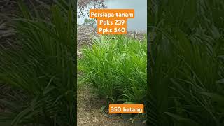 Tanam bibit sawit di tanah mineral petanimuda sawit kelapasawit ppksyangambi ppks239 ppks540 [upl. by Jard763]