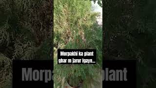 Kyu lgana chaye morpakhi ka plant har mgarden plants medicinalgarden vastutips viralshort [upl. by Gino]