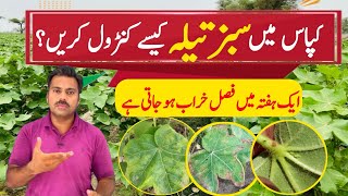 How to control jassid in cotton crop  The best insecticide against cotton jassid Abid Ali Agrarian [upl. by Shantha]