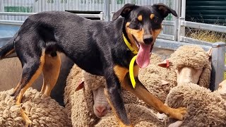 Lot 59 Jerilderie Working Dog Auction 2024 Drovers Dream Freddy [upl. by Zurkow893]