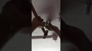 ICFS TBA Fan Hook Installation – Strong Reliable and Easy for Your Home Safety [upl. by Alleuqram]