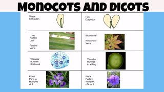 Difference between monocot vs dicot plants [upl. by Eshelman]