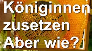 Umweiseln Neue Königinnen zusetzen  aber wie  Zweitschlupfzelle und Zusetzgitter [upl. by Fianna]