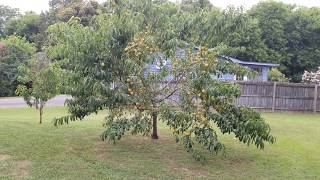 Elberta Peach Tree Harvest [upl. by Welcher]