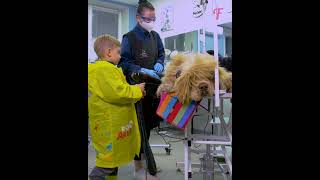 Rainy day miracle Homeless dogs stunning makeover shorts [upl. by Ennyroc]