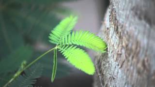 The Moving Plant Mimosa Pudica [upl. by Malita]