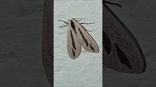 Meet with baphomet moth youtubeshorts fypシ゚viral fyfsports lovebirds bug 2024 [upl. by Rebmyk]