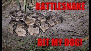 Rattlesnake Bit my Dog [upl. by Anomahs]