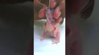 Feeding Sun Conure Baby cute baby parrot [upl. by Tammy]