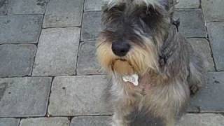 Leon our latest talking schnauzer [upl. by Ken737]