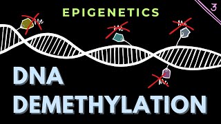 DNA demethylation Part 3  Structure of TET enzymes  Epigenetics  GATECSIRNET [upl. by Piks]