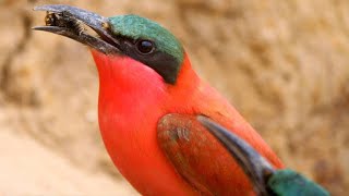 A Hungry Bird Brutally Separates a Bee From Its Stinger [upl. by Nivrac48]