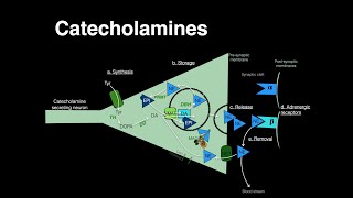 Catecholamines Norepinephrine Epinephrine [upl. by Lajet]