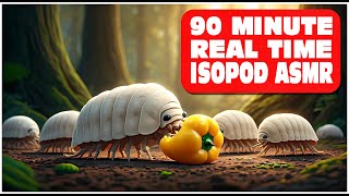 90 Minutes Real Time of Isopods Eating A Yellow Pepper Isopod House 4K [upl. by Sylera]