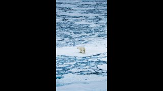 Walking On Water polarbear northpole [upl. by Warner]