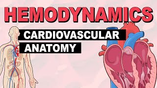 Cardiovascular System Anatomy  Hemodynamics Part 1 [upl. by Trish]