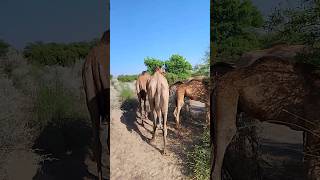 Camels eating trees Beautiful scene enjoy animals shorts viralvideo [upl. by Eseela]