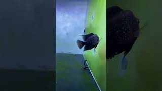 Day 17 0f grooming srdflowerhorn flowerhorn youtubeshorts fish fishtank fishkeeping shorts [upl. by Lamarre924]