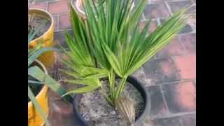 Sabal Blackburniana Palm  yr 2011 [upl. by Aldis]