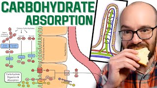 Carbohydrate Absorption [upl. by Arimihc]