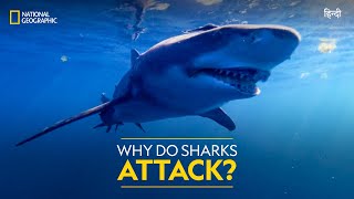 Why Do Sharks Attack  Jaws vs Boats  Full Episode  S01E01  हिंदी  National Geographic [upl. by Odnuges]