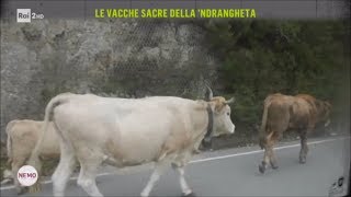 Le vacche sacre della ndrangheta  Nemo  Nessuno Escluso 09032018 [upl. by Enialehs]