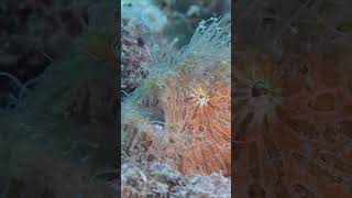 Hairy frogfish watches diver in Puerto Galera Philippines ocean macro diving [upl. by Anavoj]