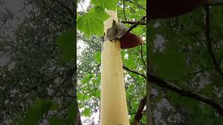 young sycamore shed the bark city nature tree [upl. by Paddy]