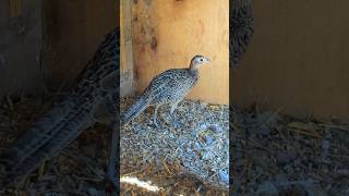 Will The Pheasant Lay An Egg Soon pheasant [upl. by Lindly]