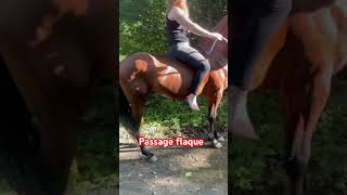 Avec de la patience chevaux cheval chevalpassion [upl. by Zetnas]